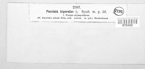 Puccinia asperulae image